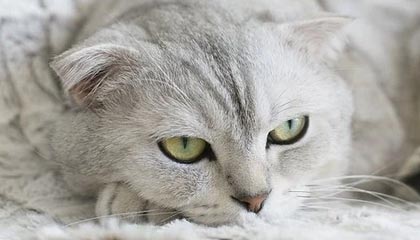 官方网站-媒曝莱科来华或带上布鲁日快马 上港柏林对其有意