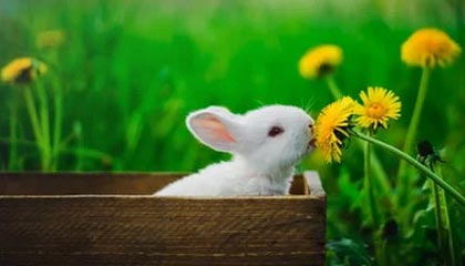 jiuyou游戏-中国32金暂列金牌榜首 上快手近距看杨倩奥运金牌